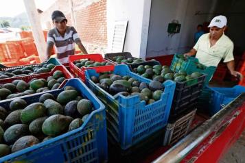 Exportan 96 mil toneladas de aguacate a EU por ´5 de Mayo´