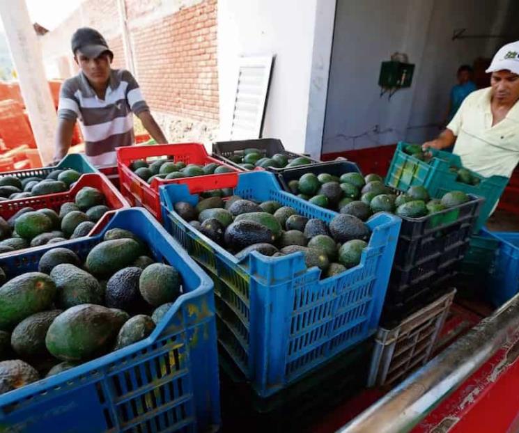Exportan 96 mil toneladas de aguacate a EU por ´5 de Mayo´ Exportan 96 mil toneladas de aguacate a EU por ´5 de Mayo´