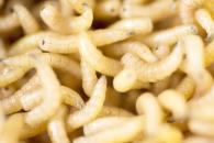 Confirma Secretaría de Salud dos casos de personas con miasis Confirma Secretaría de Salud dos casos de personas con miasis