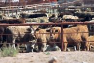 Revisiones por gusano barrenador afectan ganado, denuncia GMCA