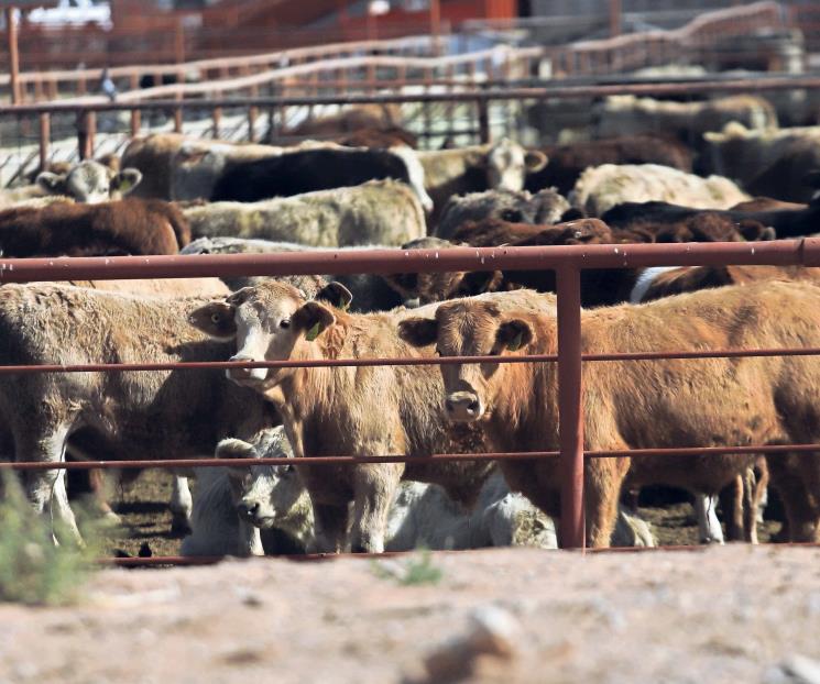 Revisiones por gusano barrenador afectan ganado, denuncia GMCA Revisiones por gusano barrenador afectan ganado, denuncia GMCA