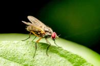 Invierten más de 165 mdp para combatir el gusano barrenador Invierten más de 165 mdp para combatir el gusano barrenador