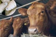 Suspende Estados Unidos importación de ganado mexicano