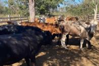 Advierte GCMA que cierre al ganado mexicano provocará una crisis