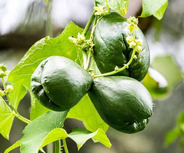¿Es mejor comer el chayote con o sin cáscara? ¿Es mejor comer el chayote con o sin cáscara?