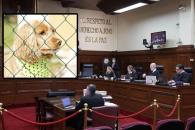 Corte invalida norma sobre maltrato animal en Morelos