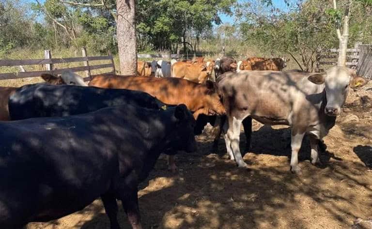 Exigen ganaderos renuncia de Julio Berdegué Exigen ganaderos renuncia de Julio Berdegué