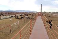 Gobierno y ganaderos en Coahuila exigen cierre de frontera sur