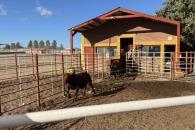 Ebrard habla sobre exportación de ganado