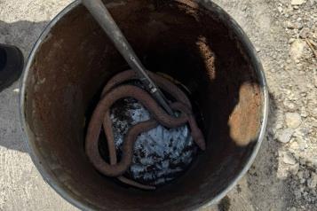 Alarma presencia de serpientes