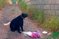 Llaman a instalar botes de basura anti fauna silvestre Llaman a instalar botes de basura anti fauna silvestre