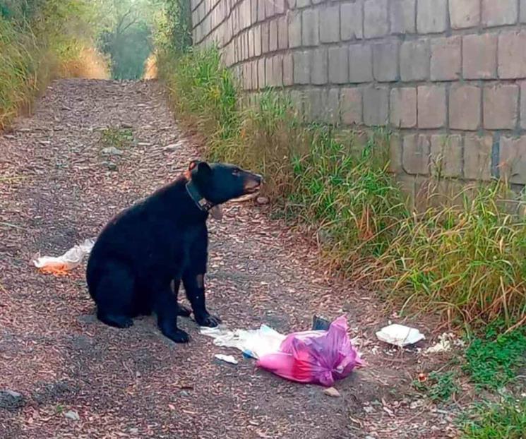Llaman a instalar botes de basura anti fauna silvestre Llaman a instalar botes de basura anti fauna silvestre