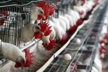 Suspende México importaciones avícolas de Brasil