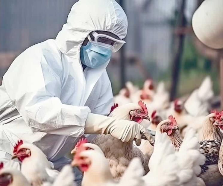 Detectan gripe aviar en Brasil y México frena productos avícolas Detectan gripe aviar en Brasil y México frena productos avícolas