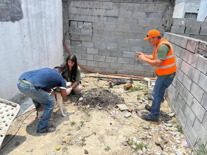 Rescatan a perro maltratado Rescatan a perro maltratado