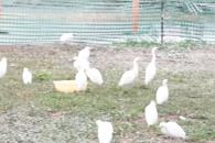 Rescata Estado 41 garzas bebés del Arroyo El Capitán Rescata Estado 41 garzas bebés del Arroyo El Capitán