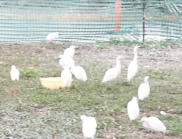 Rescata Estado 41 garzas bebés del Arroyo El Capitán