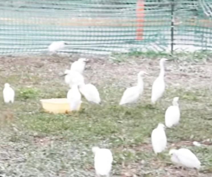 Rescata Estado 41 garzas bebés del Arroyo El Capitán Rescata Estado 41 garzas bebés del Arroyo El Capitán