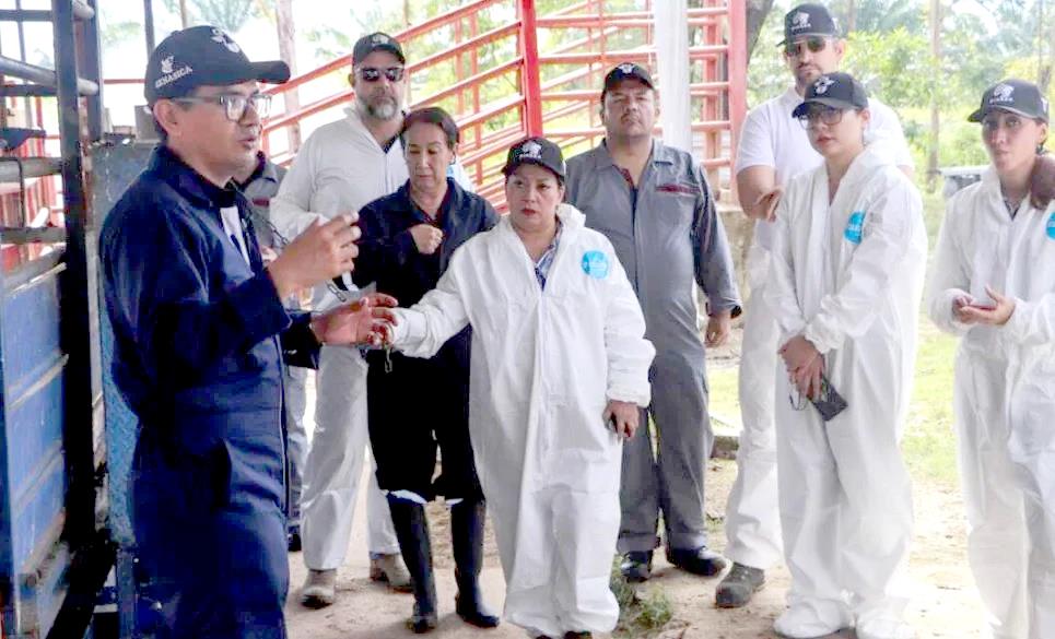 Intensifica Senasica acciones contra gusano barrenador en México Intensifica Senasica acciones contra gusano barrenador en México