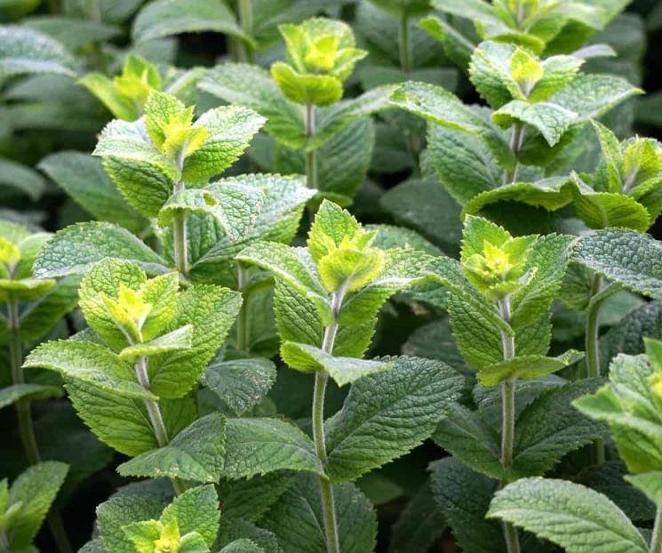 Tres plantas para ahuyentar a la araña violinista Tres plantas para ahuyentar a la araña violinista