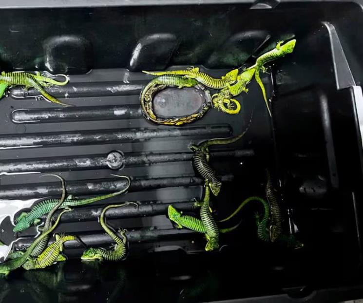 Cae presunto traficante internacional de fauna silvestre