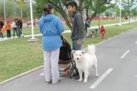 Aprueban reformas a la Ley de Protección y Bienestar Animal Aprueban reformas a la Ley de Protección y Bienestar Animal