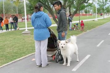 Aprueban reformas a la Ley de Protección y Bienestar Animal