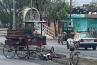 Muere caballo de carretonero Muere caballo de carretonero