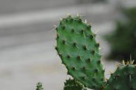 ¿Dónde y cuándo será la Feria del nopal 2025? ¿Dónde y cuándo será la Feria del nopal 2025?