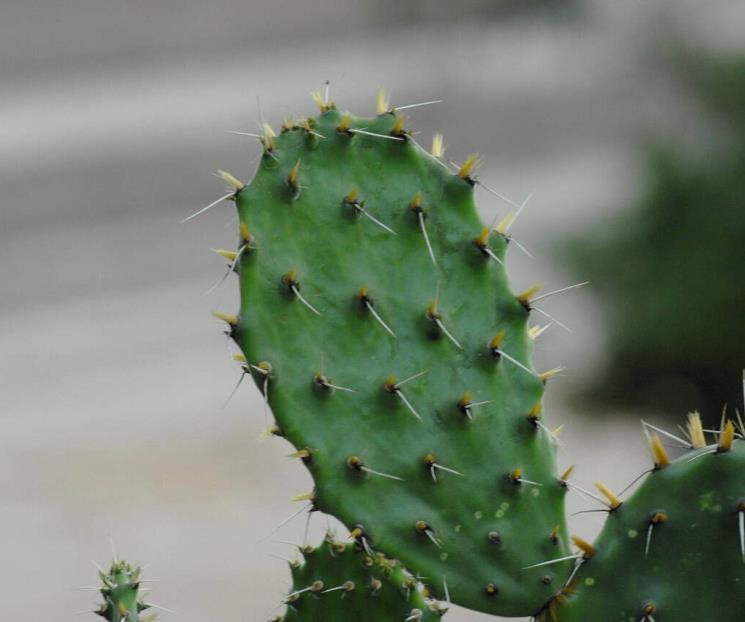 ¿Dónde y cuándo será la Feria del nopal 2025?