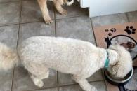 Propone PRI deducir ISR a alimentos y atención médica para animales Propone PRI deducir ISR a alimentos y atención médica para animales