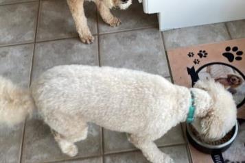 Propone PRI deducir ISR a alimentos y atención médica para animales