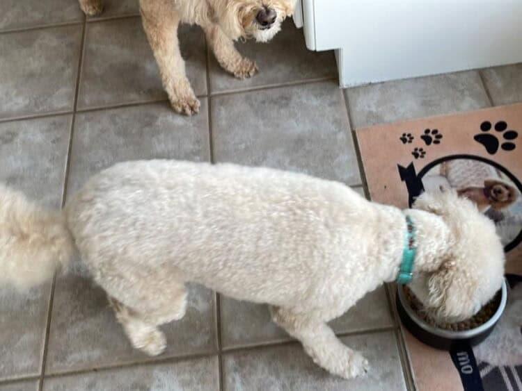Propone PRI deducir ISR a alimentos y atención médica para animales Propone PRI deducir ISR a alimentos y atención médica para animales