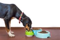 Crecen 6% ventas de alimento para mascota en primer trimestre Crecen 6% ventas de alimento para mascota en primer trimestre