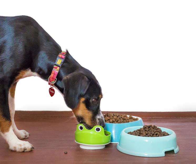 Crecen 6% ventas de alimento para mascota en primer trimestre Crecen 6% ventas de alimento para mascota en primer trimestre