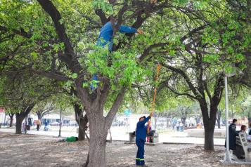 Presenta Morena iniciativa de reforma a la Ley del Arbolado Urbano