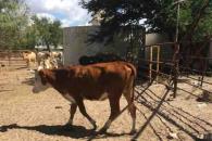 Freno a exportación de ganado impacta precios de carne de EU Freno a exportación de ganado impacta precios de carne de EU