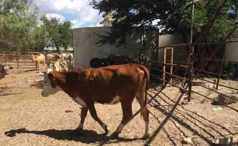 Freno a exportación de ganado impacta precios de carne de EU Freno a exportación de ganado impacta precios de carne de EU