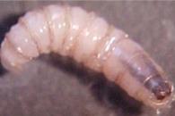 Senadores piden a SSA fortalecer cerco contra gusano barrenador Senadores piden a SSA fortalecer cerco contra gusano barrenador