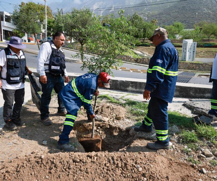 Reforestan parque en SP Reforestan parque en SP
