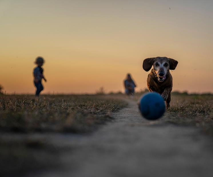 ¿Cuáles son los beneficios de tener perros para los niños? ¿Cuáles son los beneficios de tener perros para los niños?