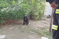 Alarma oso en vivienda Alarma oso en vivienda