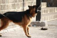 Buscan sancionar a dueños de animales que causen ruidos excesivos