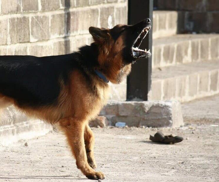 Buscan sancionar a dueños de animales que causen ruidos excesivos Buscan sancionar a dueños de animales que causen ruidos excesivos