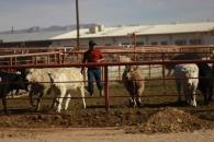 Hay 281 casos activos de gusano barrenador en México Hay 281 casos activos de gusano barrenador en México