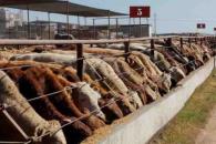 Capacitan a 100 especialistas para controlar al gusano barrenador Capacitan a 100 especialistas para controlar al gusano barrenador