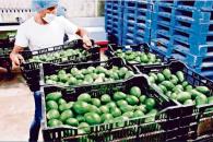 Caen exportaciones mexicanas de agroalimentos entre enero y abril Caen exportaciones mexicanas de agroalimentos entre enero y abril