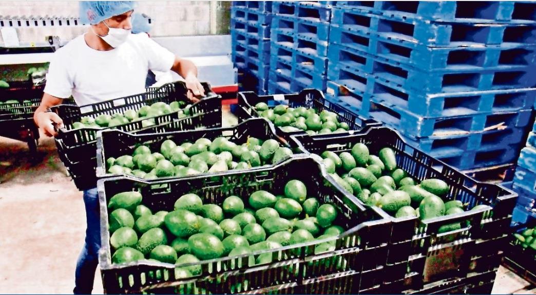Caen exportaciones mexicanas de agroalimentos entre enero y abril Caen exportaciones mexicanas de agroalimentos entre enero y abril