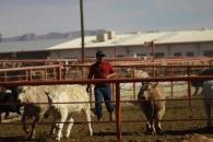 Hay 281 casos activos de gusano barrenador en México Hay 281 casos activos de gusano barrenador en México