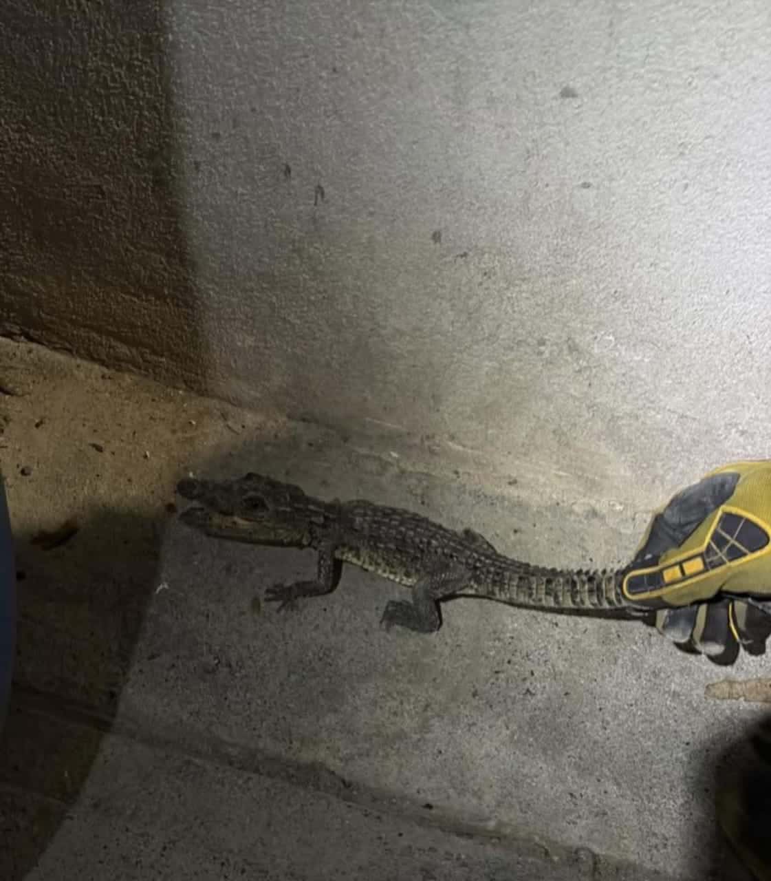 Un caimán fue capturado por elementos de Protección Civil de Cadereyta, ayer viernes en un domicilio de la Colonia Valle de los Encino, en ese municipio.